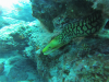 Lanzarote Juli 2018 - Tiger Moray